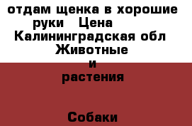 отдам щенка в хорошие руки › Цена ­ 100 - Калининградская обл. Животные и растения » Собаки   . Калининградская обл.